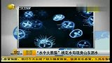 “水中大熊猫”桃花水母现身山东泗水-6月12日