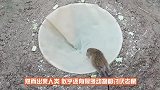 毒蛇叼着小老鼠就想跑，结果被老鼠妈妈追着打，母爱的力量真强大