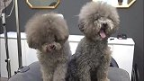 两只狗狗去理发，全程伸着小舌头卖萌，小圆头的造型跟它们很搭