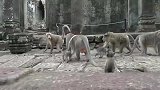 入侵公猴很嚣张，公然抢夺皇后，猴王决定反击