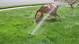 狗狗玩的好开心啊，一直在找水管，看着好可爱啊！