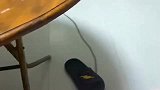 小奶狗, 没点演技, 都不敢在这个家待了