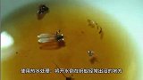 菜园灭蚂蚁最有效的土方法