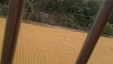 短短一场雨让你闻名整个村庄，仿佛看到了妈妈拿着木棍走来