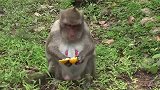 独眼猴妈只知道吃橘子，把小猴仔搞丢了，一点也不担心