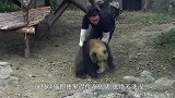 即使黑得像个碳头，也绝不洗澡！熊猫：你放开我，我可是国宝！