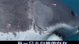 大白鲨有多恐怖，疯狂袭击人类，海洋中的顶级猎食者！