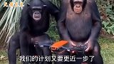 猩猩：照这样下去，我们的猩球崛起计划又要更进一步了