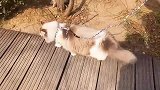 遛猫和遛狗的最大区别是，猫遛主人，不是主人遛猫