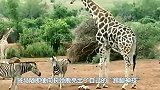 长颈鹿抢食物，斑马亮出踢腿神技，画面让人捧腹大笑！