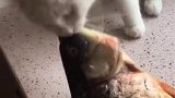 猫：铲屎的，鱼应该归我吃，我先拿走了！