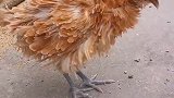 鸡：说起来你们不信，我这毛都快被主人扒光了！