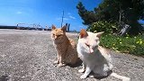 野外遇见两只流浪猫，细看有点不对，走近一看眼睛气坏了