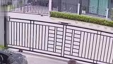 宠物龟用壳推开门，多次溜出家门又被捉回来