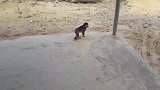 猴子看到狗很害怕，赶紧逃跑