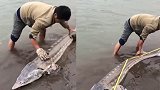 重庆发现“怪鱼”长2.18米重120斤 号称“水中大熊猫”