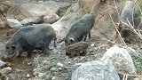 90后小伙回乡创业驯养野猪，已经5年养了上百头野猪