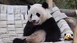熊猫宝宝小口小口吃苹果，舔蜂蜜，乖乖的，萌萌的，好斯文
