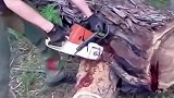 男子发现大树不断流血，等劈开后直接失控，一个劲儿往外冒！