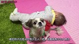 萌娃正在学习如何走路,一旁狗子之后的反应,好玩了