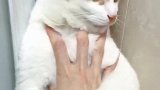 猫：放开我，信不信我咬你的手！