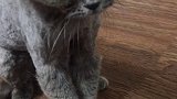 给猫咪剃完毛之后……