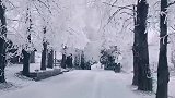 雾松一天比一天好看