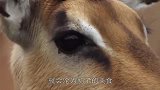 狮子咬死小牛犊，母牛叫来同伴复仇，狮子直接惨死当场