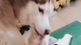 哈士奇把猫咪舔成了刺猬头，认个错都一脸的娇羞，太可爱了