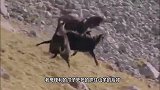 老鹰抓住山羊不放手，不料聪明的山羊使出绝招，镜头拍下老鹰惨状