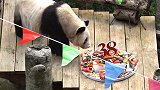 现存最年长圈养熊猫庆38岁生日 已相当于人类110-140岁