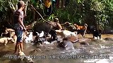 三只不要命的猎犬，悬崖边围捕一头美洲狮，下场让人唏嘘