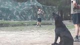 当军犬唱起军歌，这画面太和谐了！