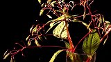 你知道植物界中最强的“喷子”是谁吗？植物 科普 涨知识奇闻