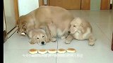 主人仅剩4个饼，看狗妈妈是怎么分给孩子们的，结局太令人感动！