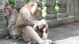 母猴揪着小猴的头发，不让小猴喝奶