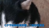 无聊的七夕节，女主人给单身狗加餐，今天吃骨头不吃狗粮！