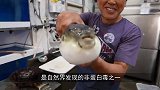 泰国大叔处理河豚简单粗暴，魔鬼刀工活切鱼肉，日本网友：佩服