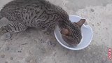 遇到一只小野猫，喂它牛奶还挺爱喝，我在考虑是不是该收养它