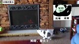 当狗子发现卫生纸之后，那打开了新世界的大门，猫咪也是如此