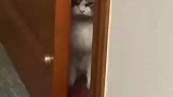 小猫躲在门缝后虎视眈眈，猫：我要让你见不到今晚的太阳