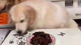 主人叫汪星人看着肉肉，看它俩这表情能看住吗