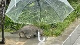江苏盐城：流浪猫雨中进食，暖心小姐姐为它留伞挡雨