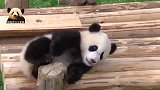 熊猫宝宝又困又累秒变“废熊”，趴着的小背影怎么能这么可爱？