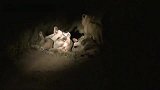 经典再现！赛拉提雄狮击败坏男孩雄狮，全新角度，回味经典(1)