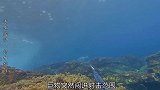 潜入水底获捕巨型鯵鱼