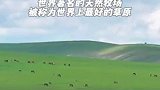 这里不是宫崎骏的童话世界 是世界四大草原之一 呼伦贝尔大草原#来自内蒙古的春天之邀