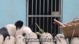 北京动物园回应丫丫判若两熊：它如今状态确实很好