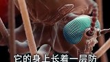 雨滴为什么砸不死蚊子？
