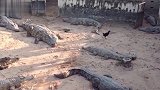一只鸭子在鳄鱼池里悠闲散步，这怕是一群假鳄鱼，好戏发生了